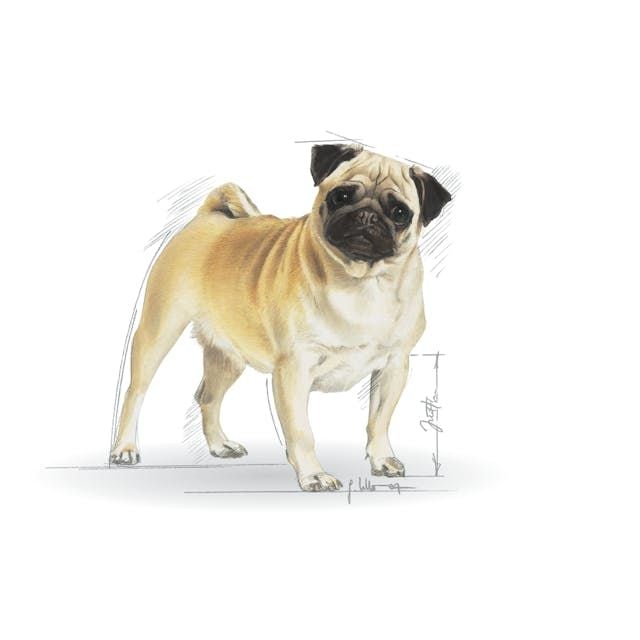 Royal Canin Pug Yetişkin Köpek Maması 1.5 Kg