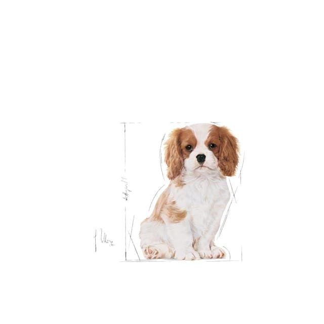 Royal Canin Cavalier King Charles Yavru Köpek Maması 1,5 Kg