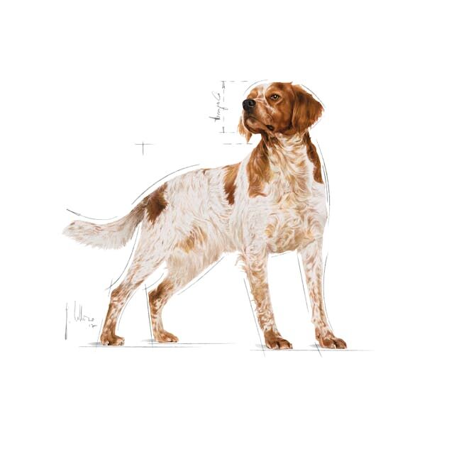 Royal Canin Orta Irk Yetişkin Köpek Yaş Maması 10X140 Gr
