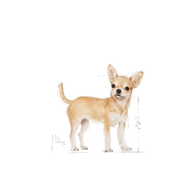 Royal Canin Chihuahua Yetişkin Köpek Konservesi 12x85gr